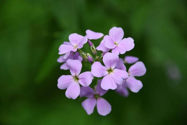 25 Best Early Spring Flowers To Brighten Your Landscape