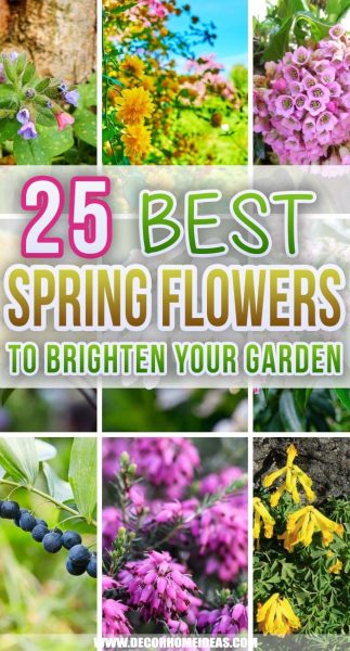 25 Best Early Spring Flowers To Brighten Your Landscape
