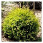 25 Beautiful Shrubs for Front of House That Will Instantly Boost Your ...