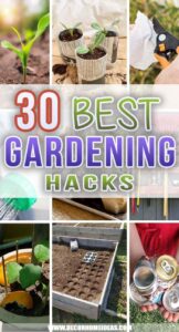 30 Best Gardening Hacks To Make Your Garden Thrive All Year Long