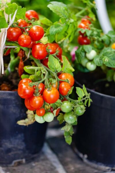 25 Most Productive Vegetables To Grow In Pots And Containers