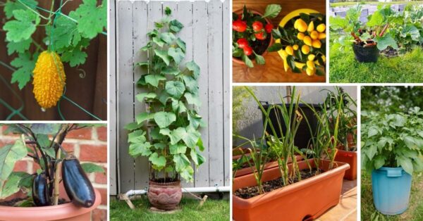 25 Most Productive Vegetables To Grow In Pots and Containers