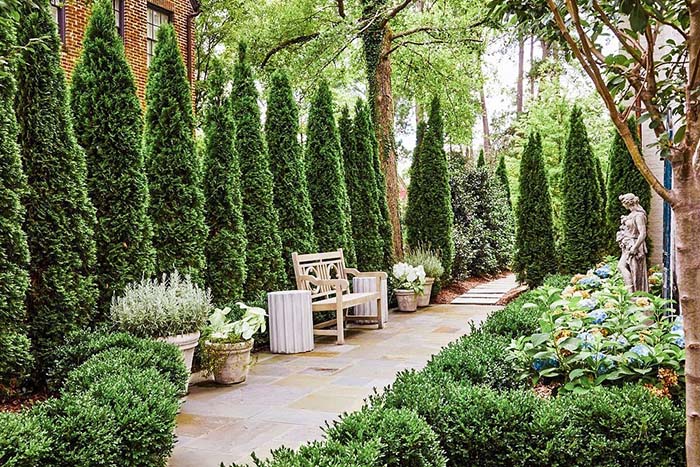 10 Best Arborvitae Landscaping Ideas For An Evergreen Backyard Thuy