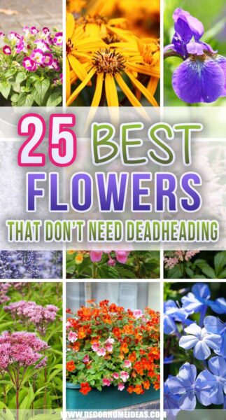 25 Low-Maintenance Flowers That Don't Need Deadheading