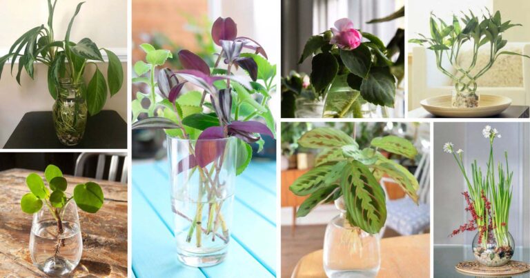 25 Amazing Indoor Plants That Grow In Water