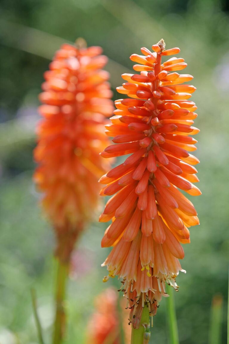 22 Amazing Perennials With Orange Flowers You'll Love To Have In Your ...