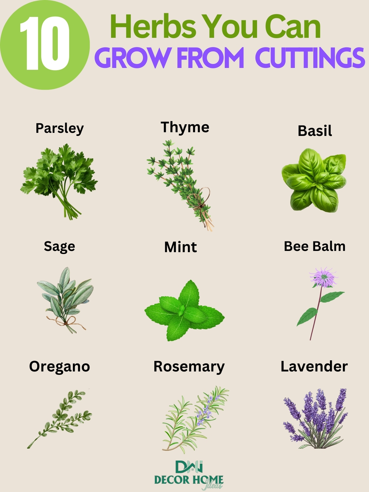 10 Herbs You Can Grow From Cuttings