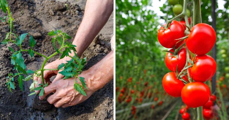 Put These 8 Things in Your TOMATO Planting Hole To Grow The Best ...