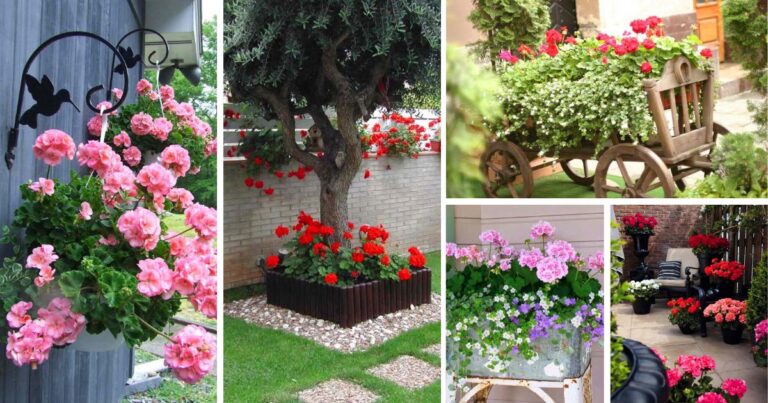 34 Gorgeous Geranium Landscaping Ideas That Will Make Your Garden Bloom ...