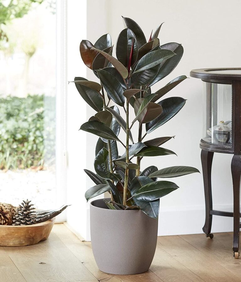 Cleaner Air, Beautiful Home: 10 Must-Have Indoor Air-Purifying Trees