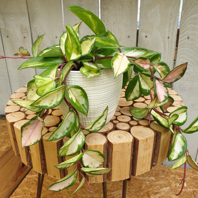 Tricolor Hoya Carnosa