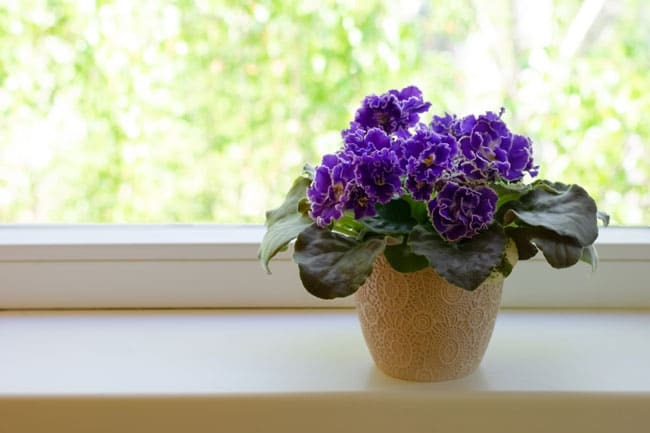  African Violet