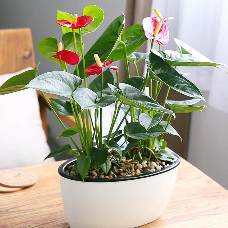 Anthurium