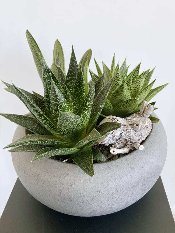 Haworthia