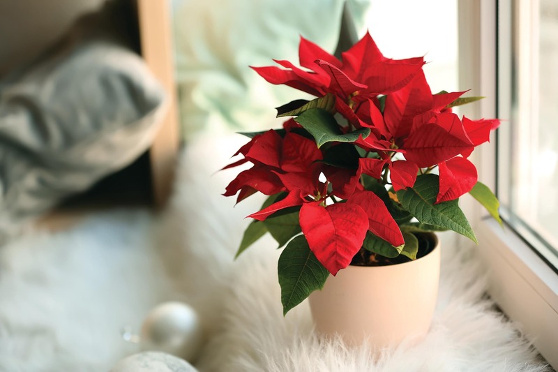 Poinsettias