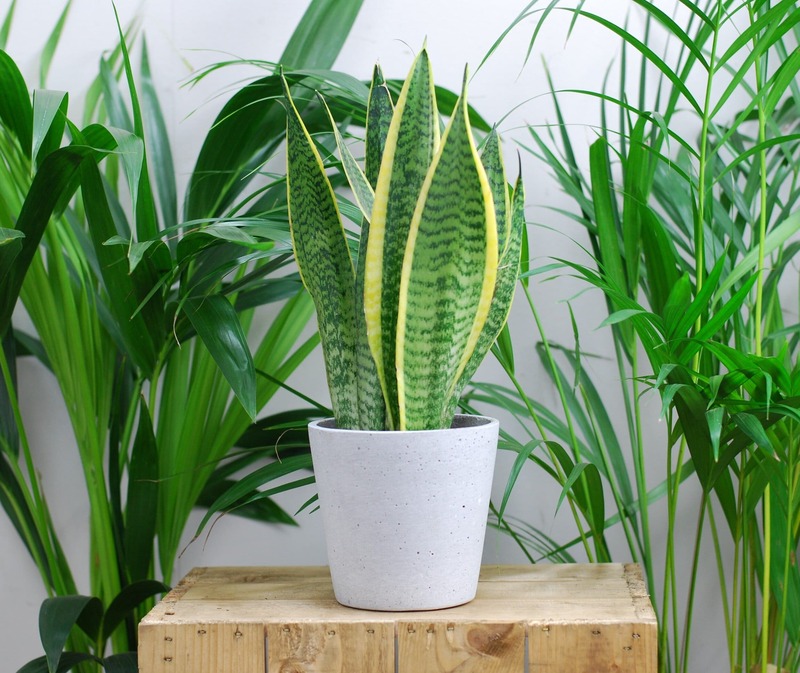 Snake Plant