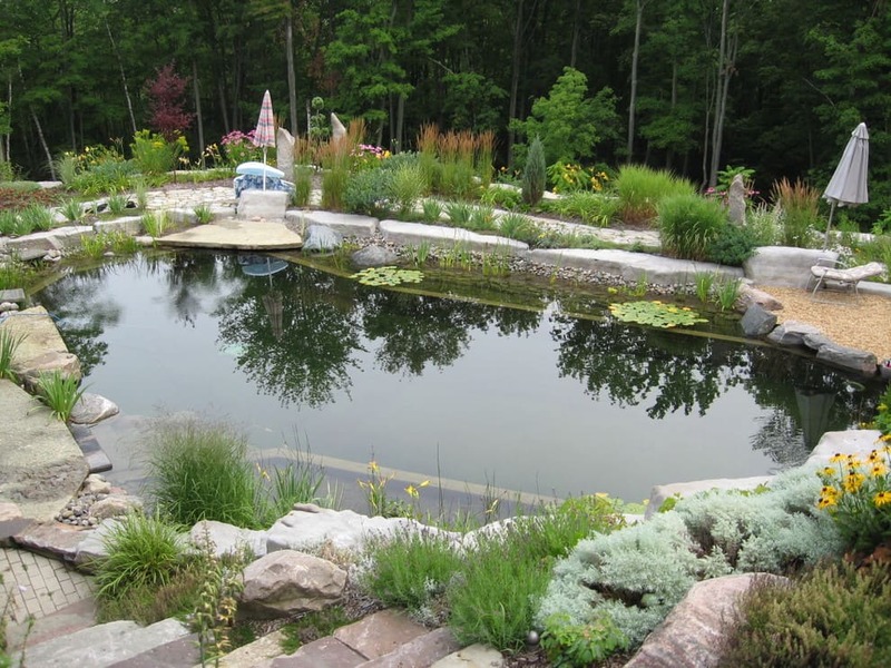 Water Plants Is A Great Natural Filter So You Don’t Need To Add Chlorine To A Swimming Pond