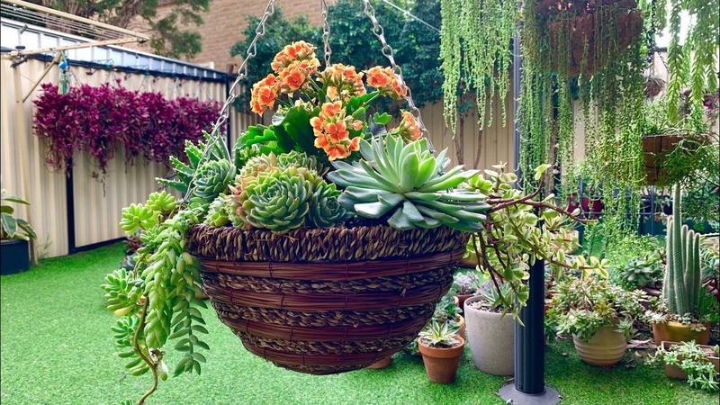 Colorful Succulent Hanging Basket