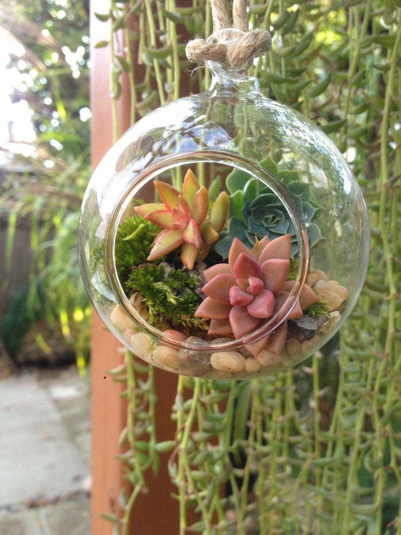  Succulents in Hanging Glass Terrarium