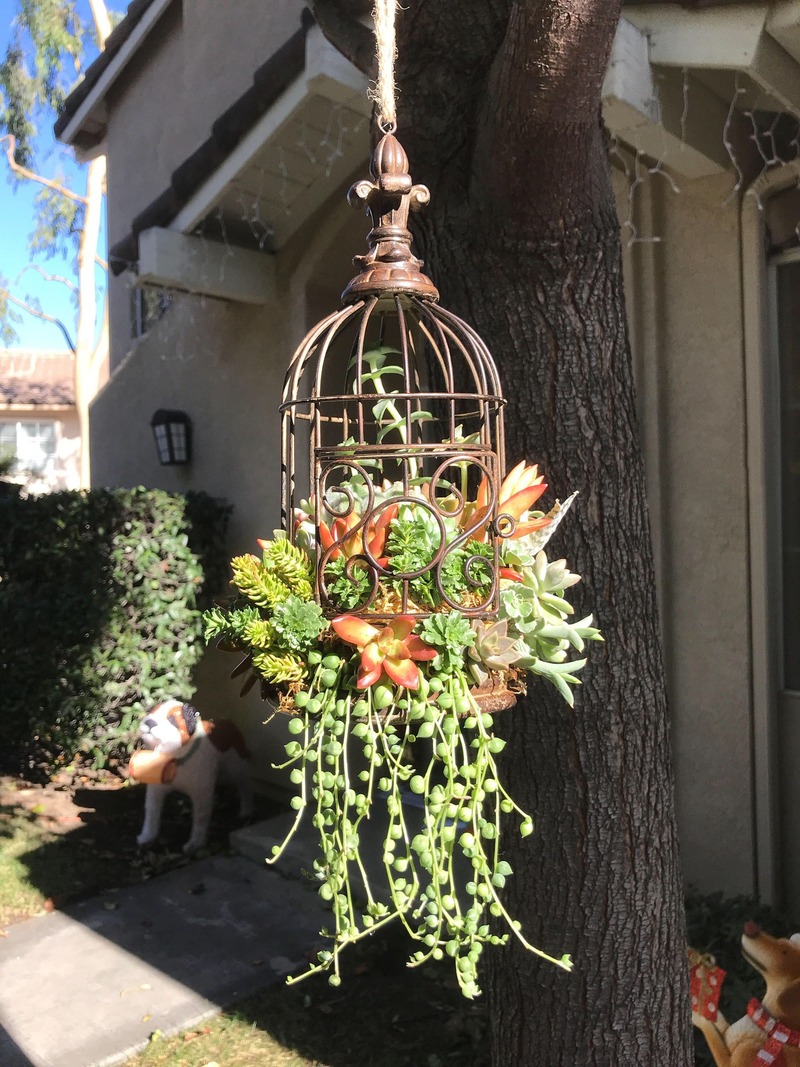 Succulents in Metal Cage