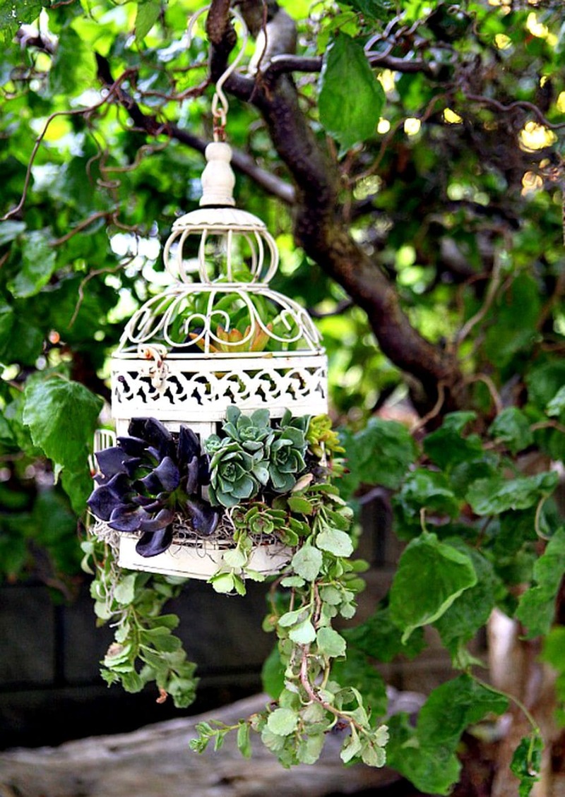  Succulents in Bird Cage