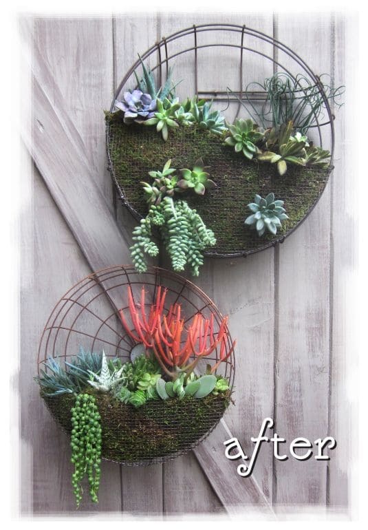 Succulent in Circular Planters