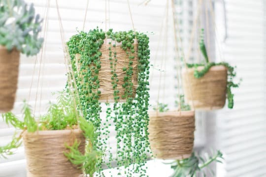 String of Pearls