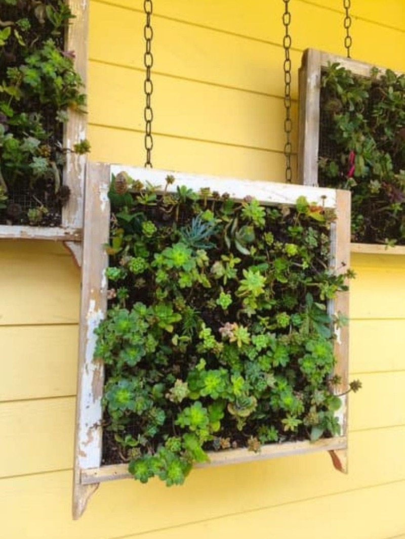 Succulents in Hanging Wooden Frames