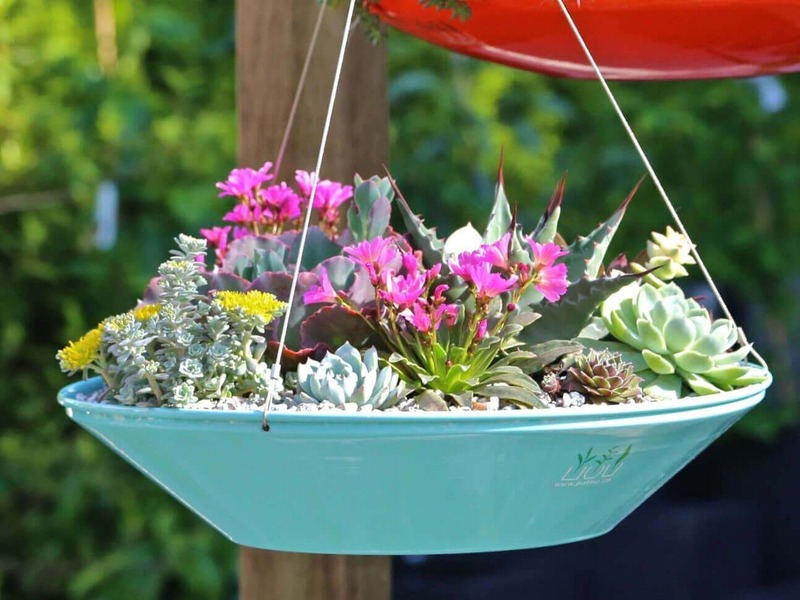 Different Succulents in a Suspended Bowl