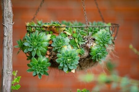 Succulents Metal Basket