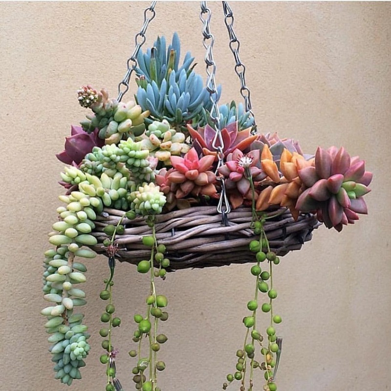 Colorful Succulents in Hanging Basket