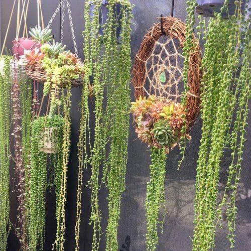 Collection of Hanging Succulents