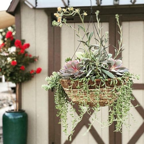 Basket Full of Succulents