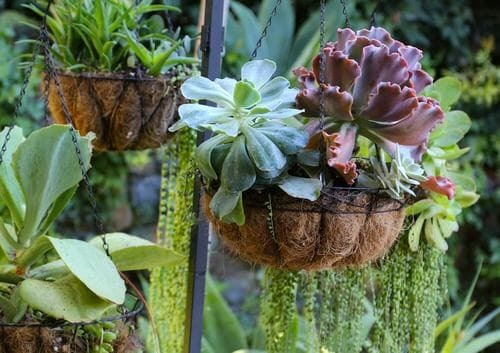  Hanging Succulent Bowl