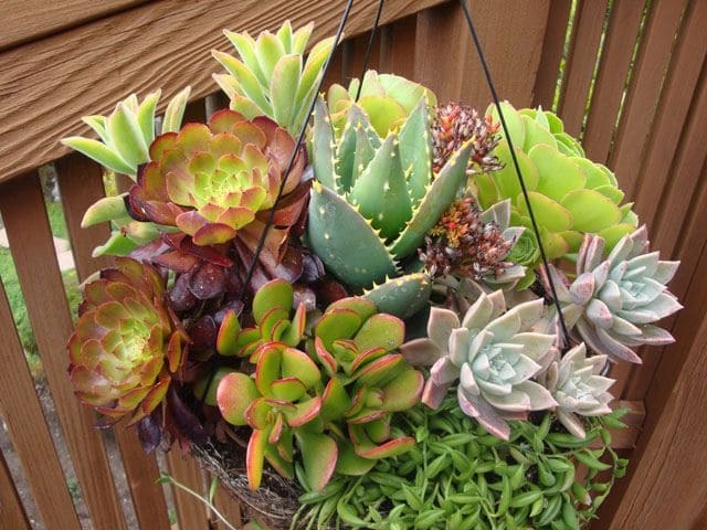 Variety of Succulents in One Pot