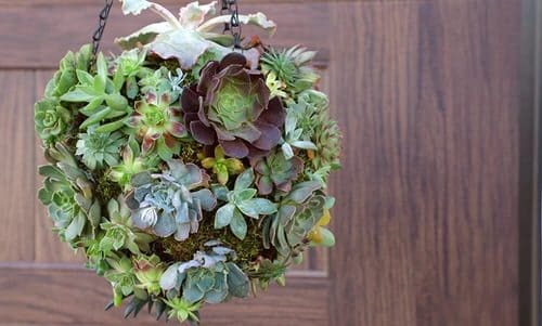 A Succulent Ball