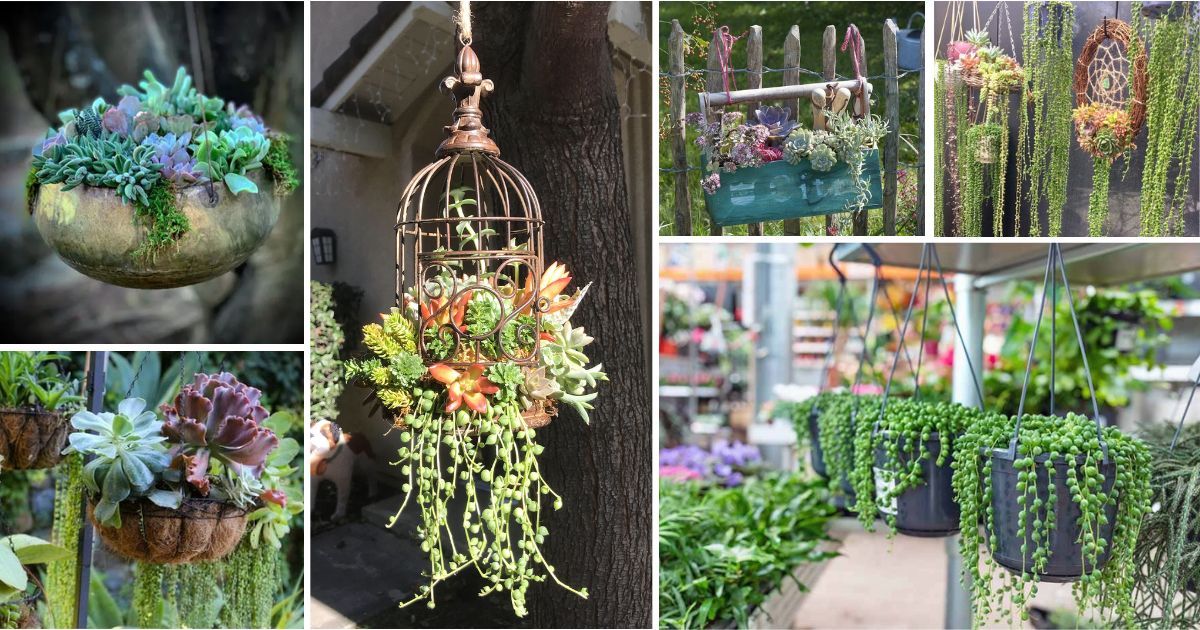 28 Unique Succulent Hanging Garden Ideas