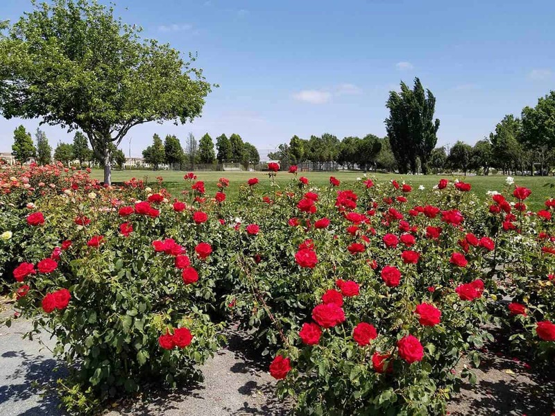  Red Roses