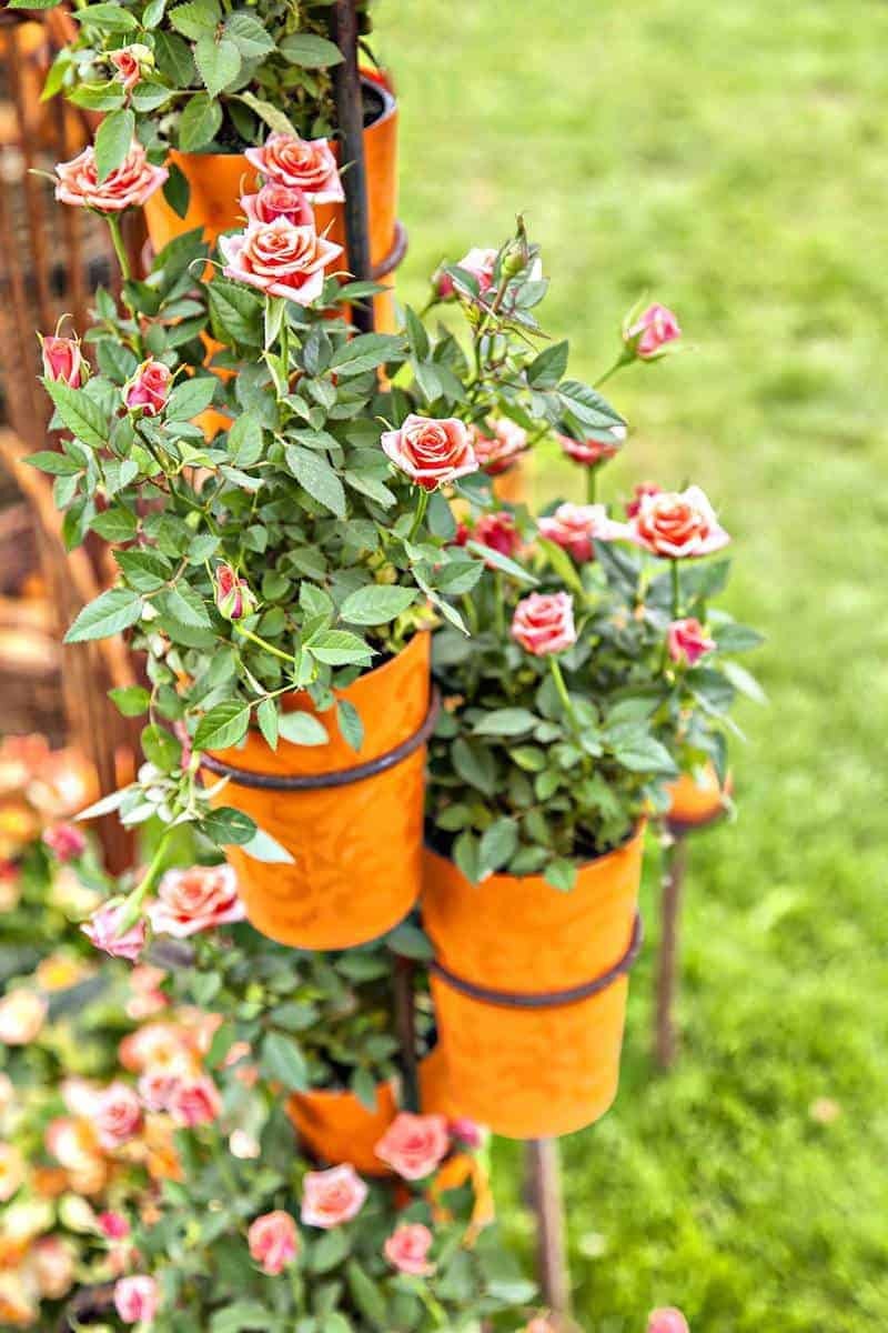  Potted Roses