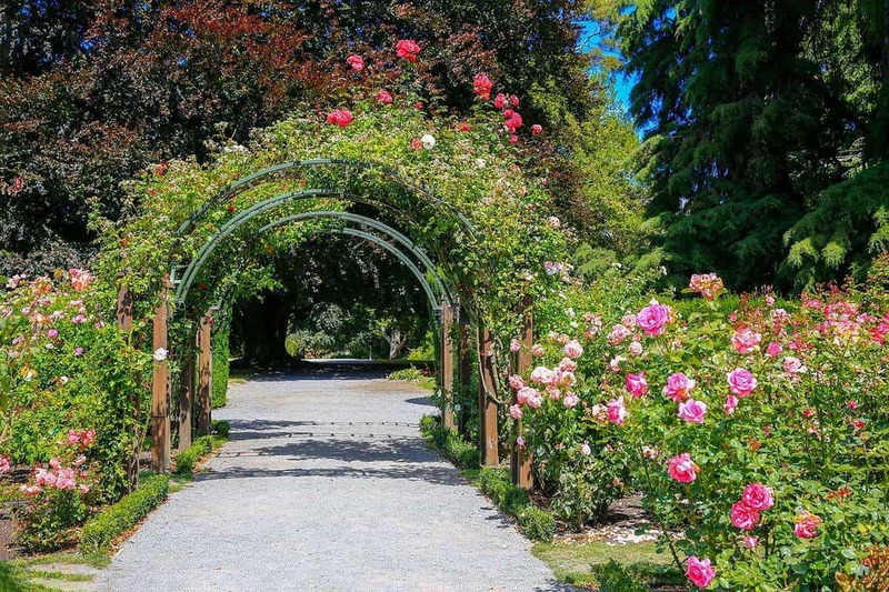 Green Rose Arches