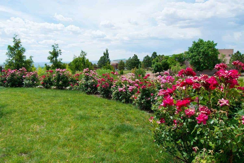 Border Plants