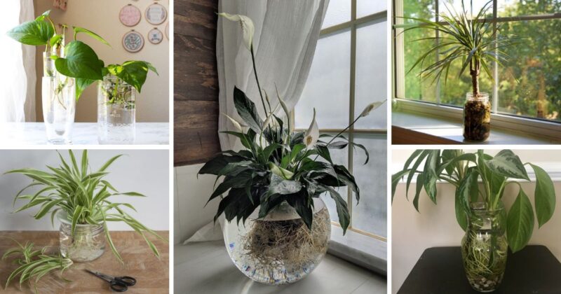 25 Most Popular Indoor Plants You Can Easily Grow In Vases | Decor Home ...