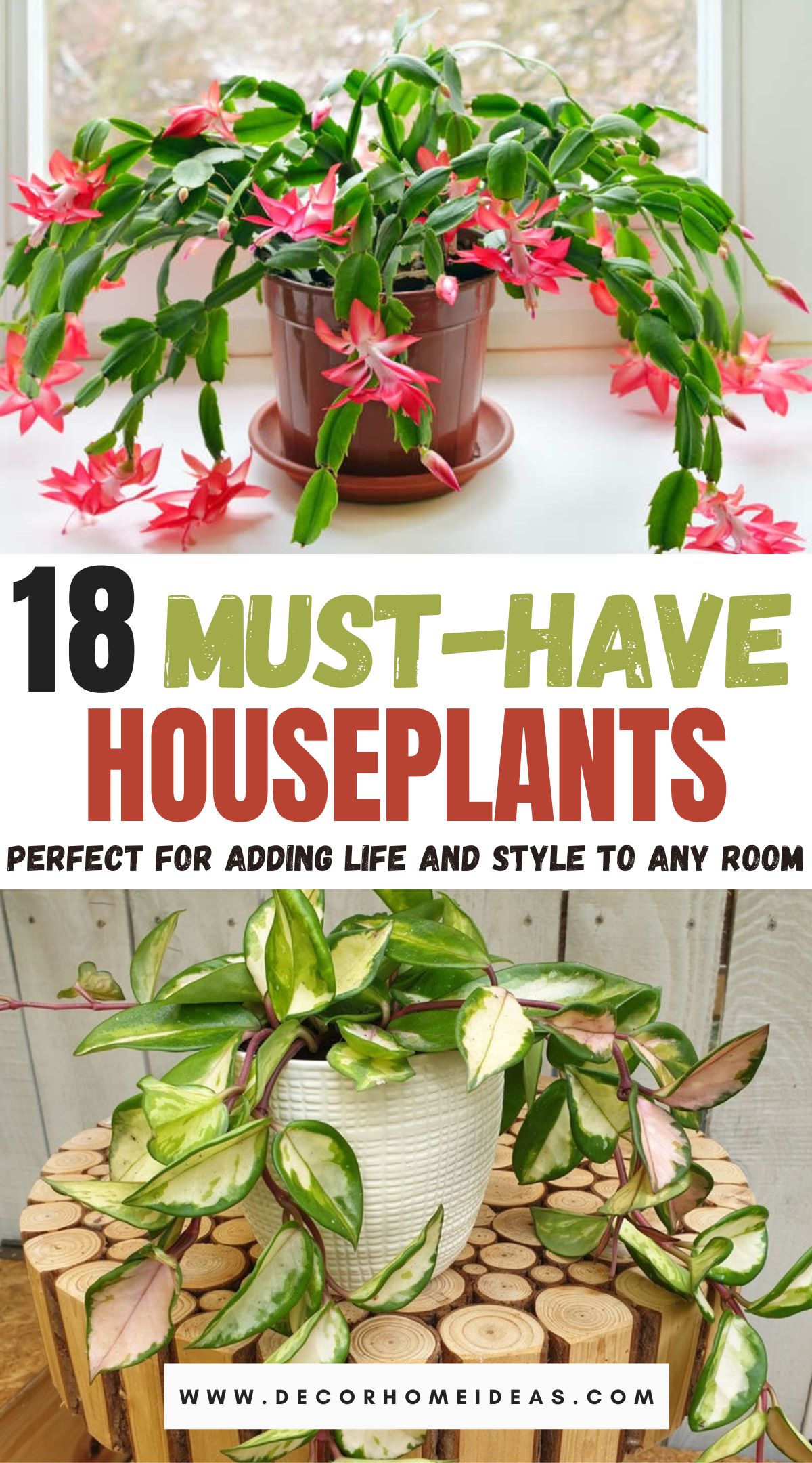 Attractive Houseplants Decorate Your House