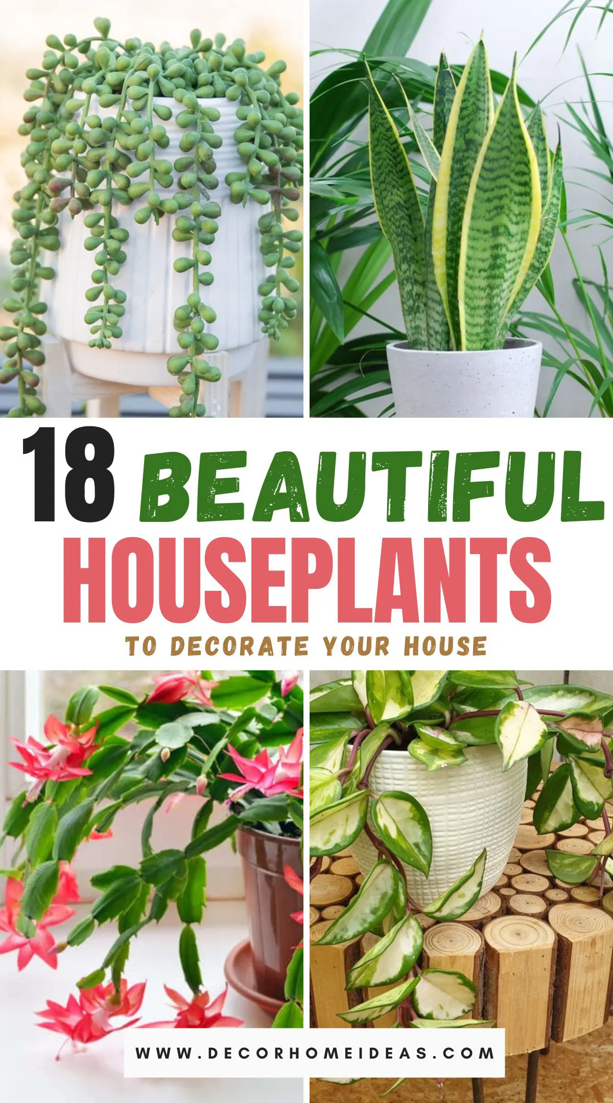 Discover 18 stunning houseplants that can transform any room in your home into a lush, green sanctuary. From low-maintenance beauties to exotic varieties, these plants are perfect for adding a touch of nature and elegance to your décor. Explore the full list to find the perfect match for your space!