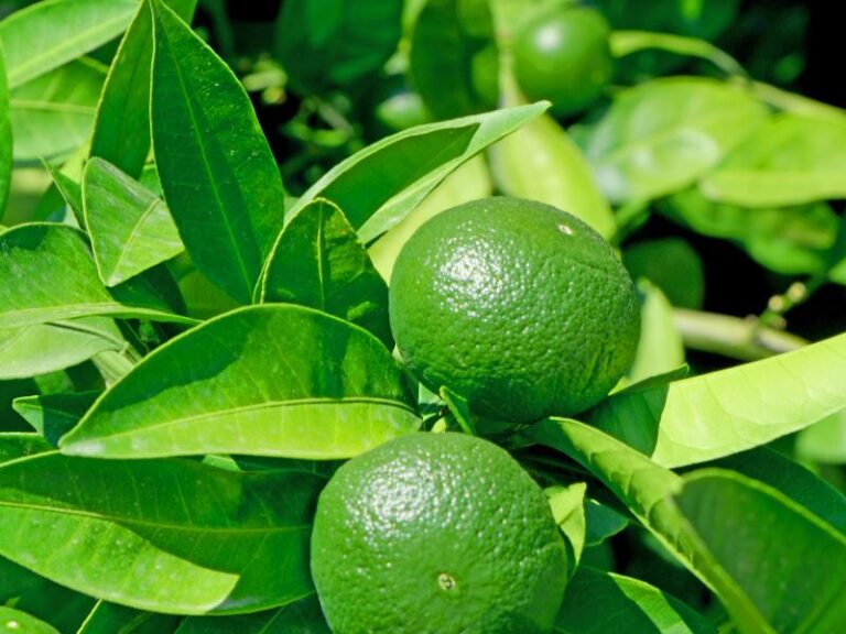 8 Reasons Why Your Garden Still Has Green Unripe Lemons