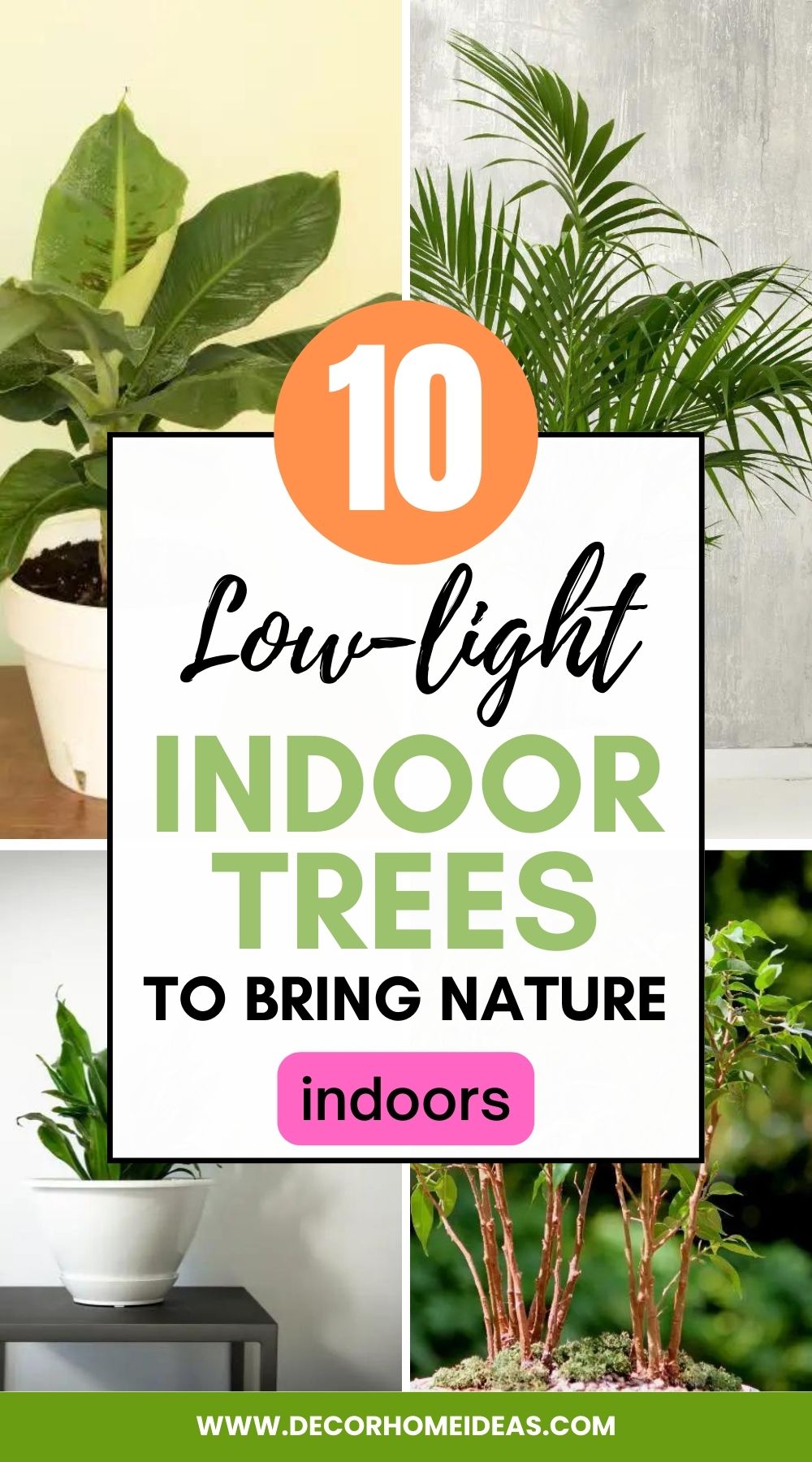 10 Low-Light Indoor Trees That Will Give Your Home a Unique Vibe