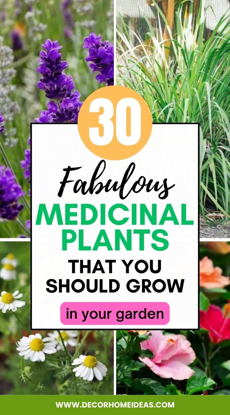 30 Medicinal Plants That You Should Grow in Your Garden