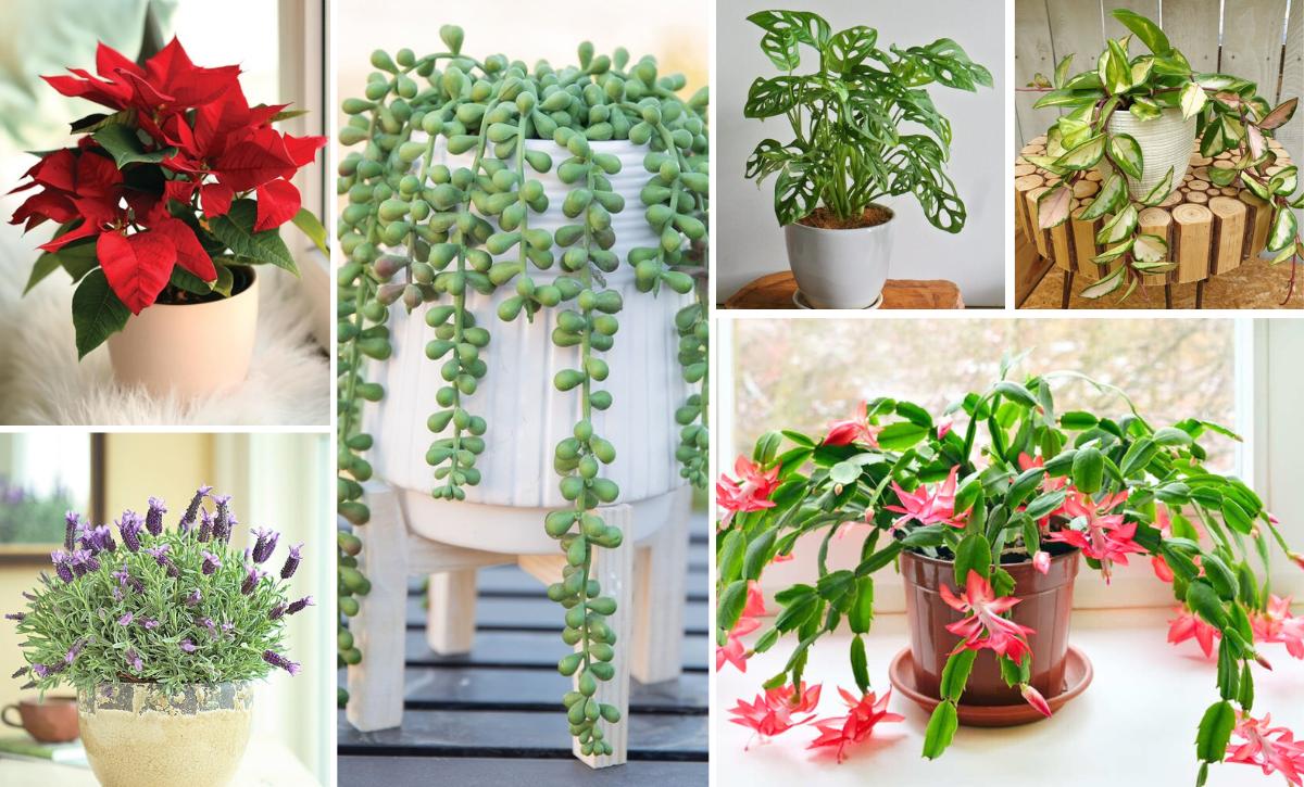 Most Attractive Houseplants To Decorate Your House 18