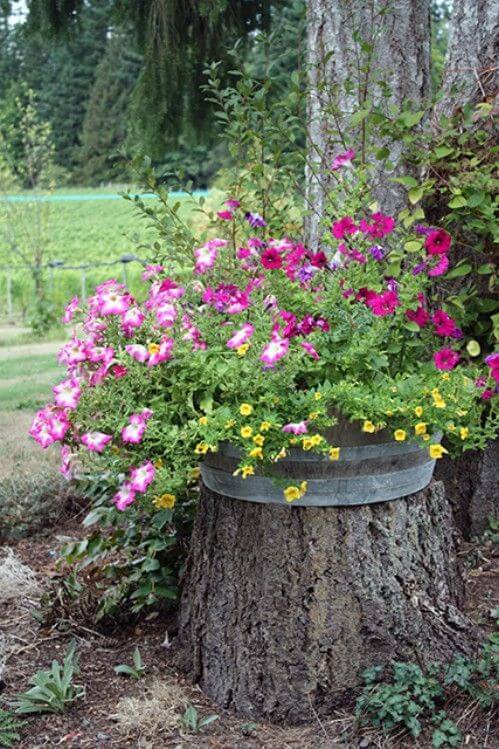 Stump Planter