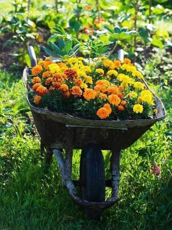 Old Wheelbarrow Planter